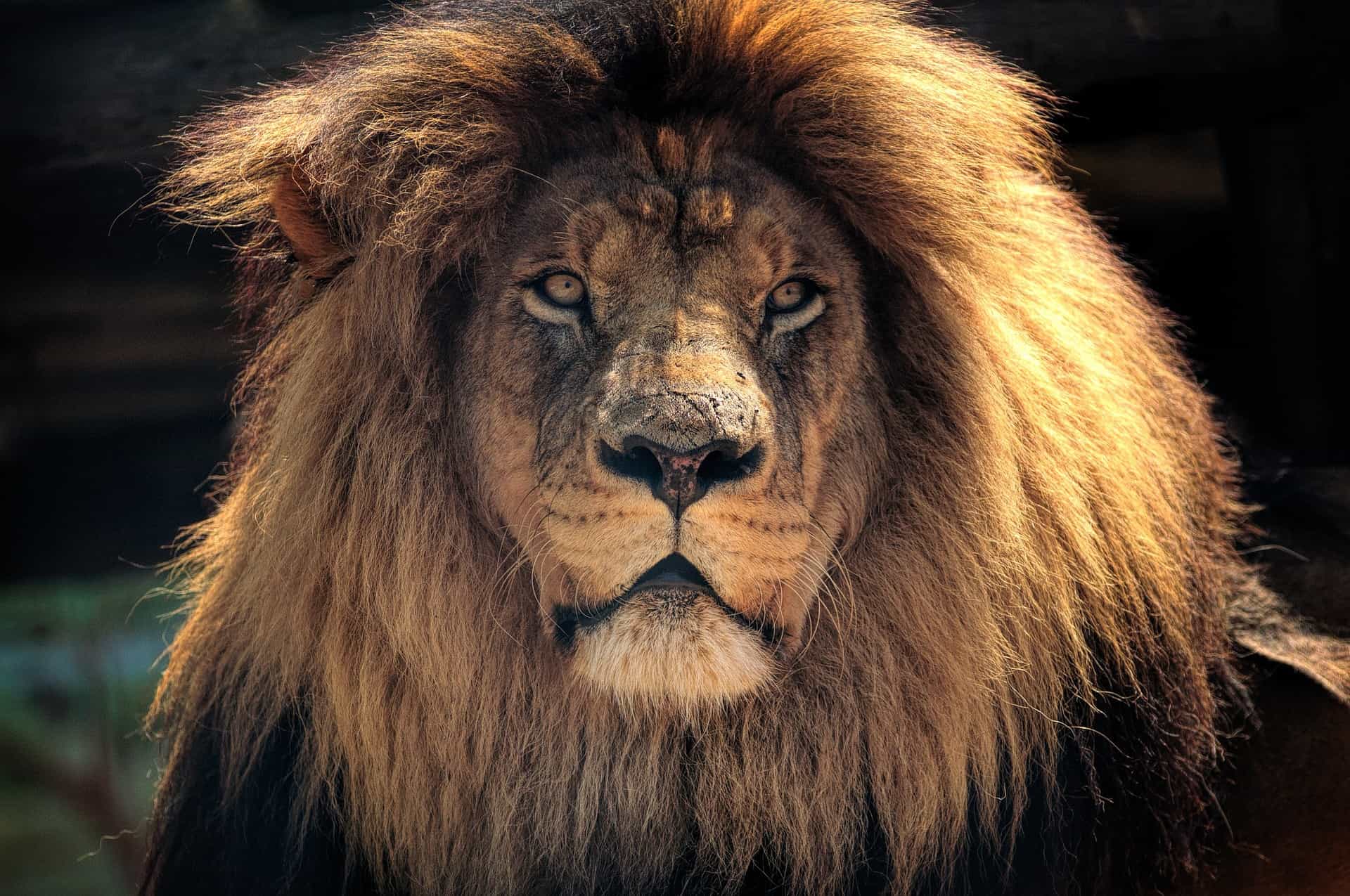 lion-2793122_1920.jpg